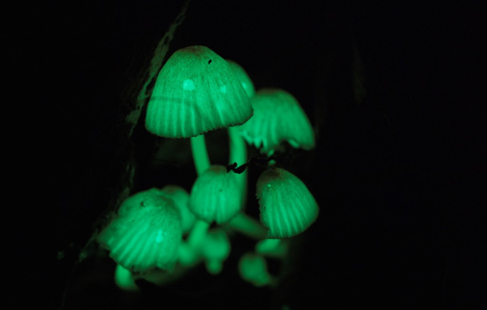 Encounters with rare creatures! You can observe a variety of ecosystems