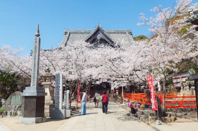 Cherry blossom viewing (Kimii-dera Temple)