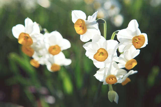 Daffodils (Kushimoto & Yura)