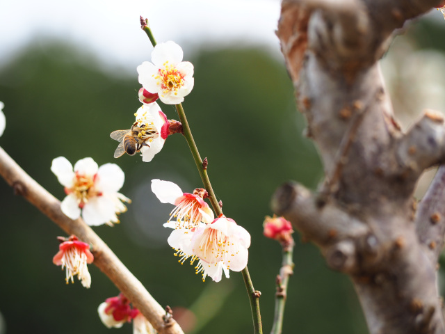 Kishu Ishigami Tanabe Bairin Ume Orchard (Ume Blossom)