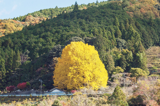 Autumn in Wakayama
