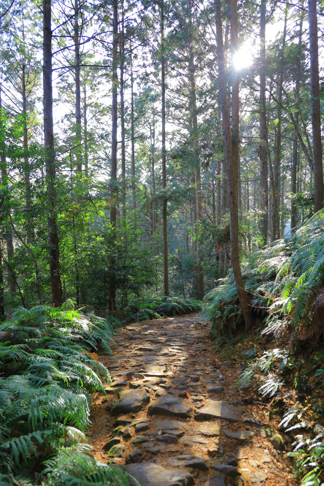 Regarding bear sightings within Wakayama Prefecture